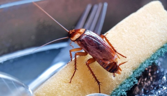 5 affordable and eco-friendly ways to fight cockroaches 5 affordable and eco-friendly ways to fight cockroaches
