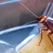5 affordable and eco-friendly ways to fight cockroaches 5 affordable and eco-friendly ways to fight cockroaches