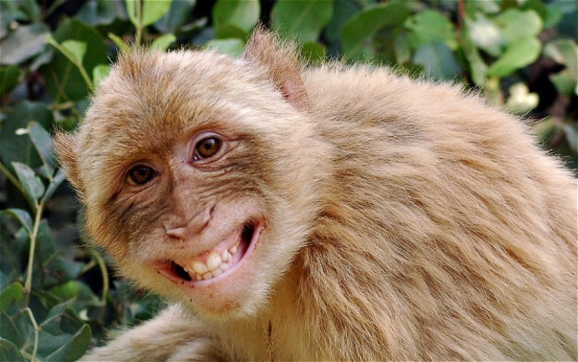 5 formas en que los animales expresan las emociones humanas 5 formas en que los animales expresan las emociones humanas