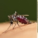 5 mosquito etapas de la vida: desde el huevo a la hibernación 5 mosquito etapas de la vida: desde el huevo a la hibernación