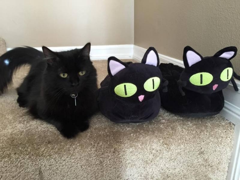 5 myths and 5 real facts about black cats in culture