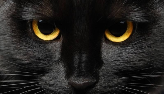 5 myths and 5 real facts about black cats in culture