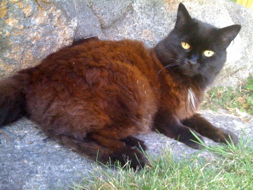 5 myths and 5 real facts about black cats in culture