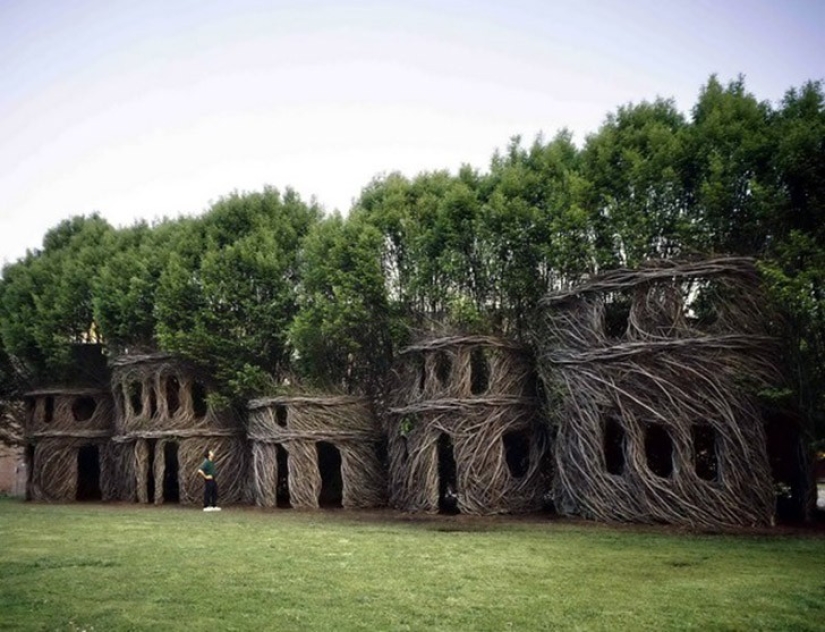 5 unusual structures in giant trees