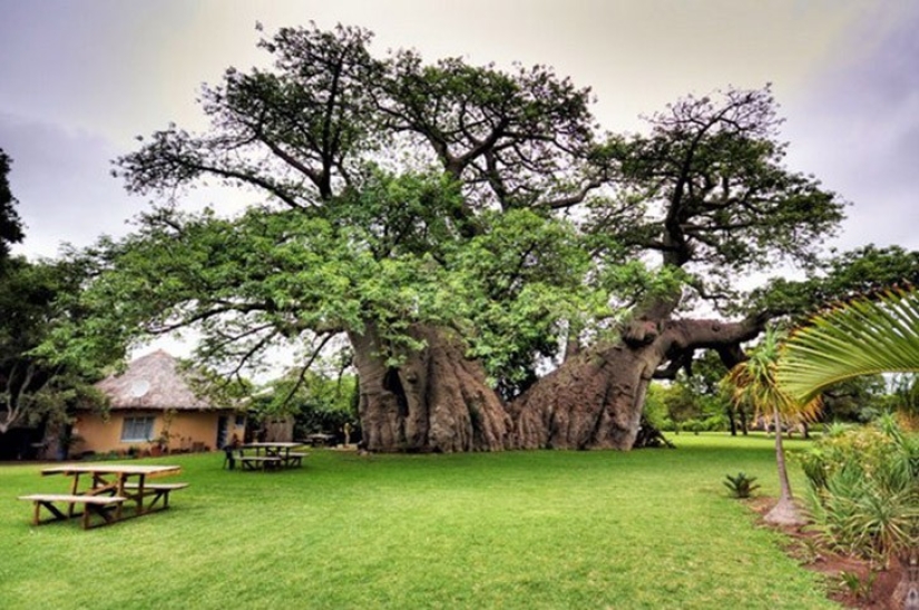 5 unusual structures in giant trees