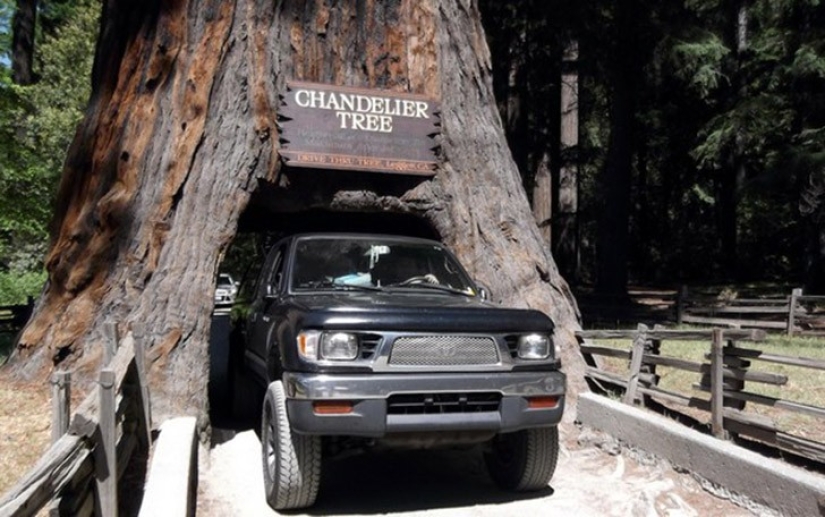 5 unusual structures in giant trees