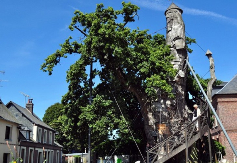5 unusual structures in giant trees