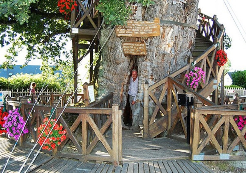 5 unusual structures in giant trees