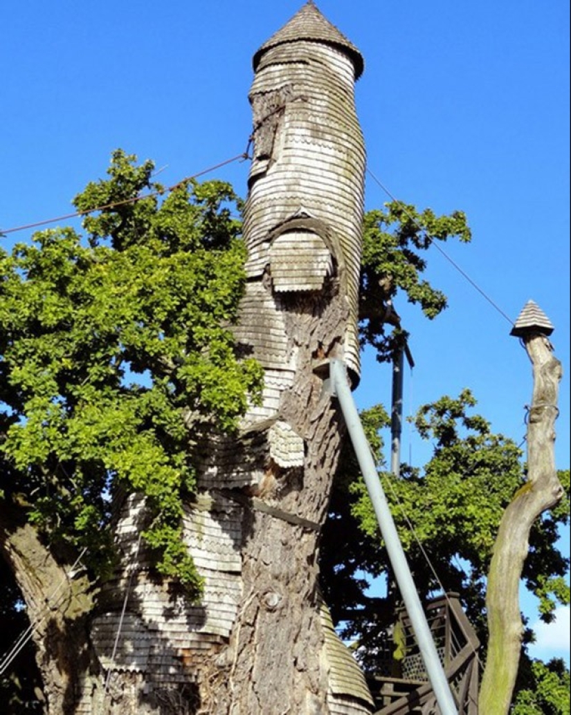 5 unusual structures in giant trees