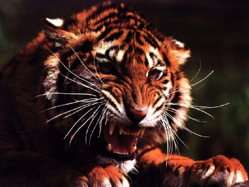 5 Ways Animals Express Human Emotions 5 Ways Animals Express Human Emotions