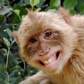 5 Ways Animals Express Human Emotions 5 Ways Animals Express Human Emotions