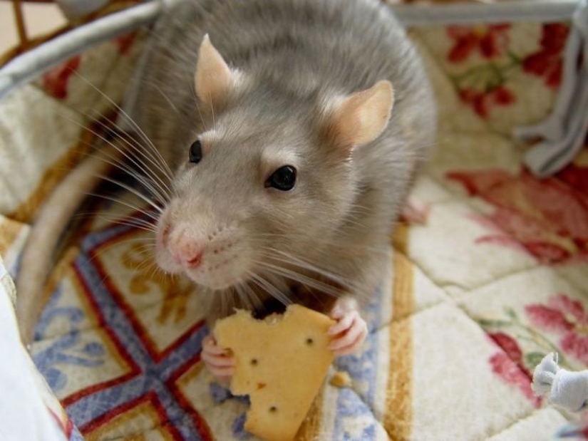 5 Ways Animals Express Human Emotions 5 Ways Animals Express Human Emotions