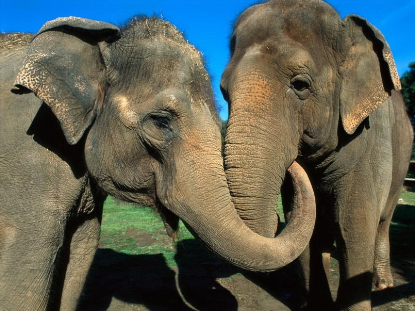5 Ways Animals Express Human Emotions 5 Ways Animals Express Human Emotions