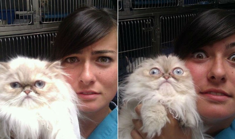 50 cats who just realized that they were brought to the vet
