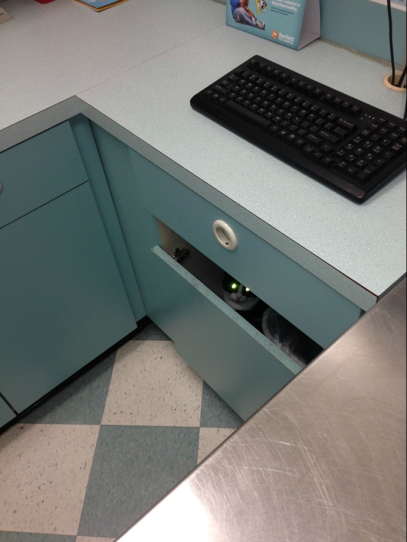 50 cats who just realized that they were brought to the vet