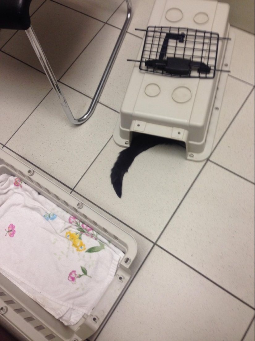 50 cats who just realized that they were brought to the vet