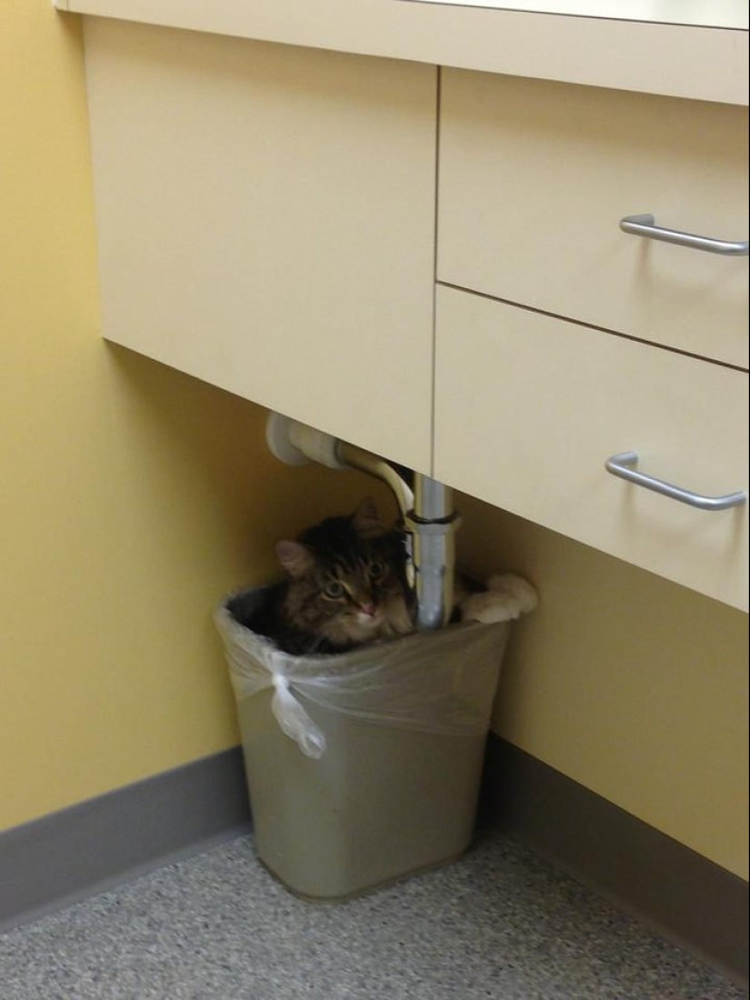 50 cats who just realized that they were brought to the vet