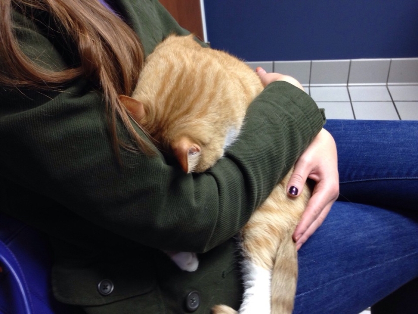 50 cats who just realized that they were brought to the vet