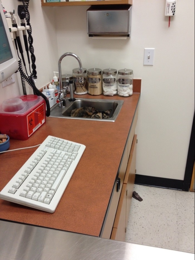 50 cats who just realized that they were brought to the vet
