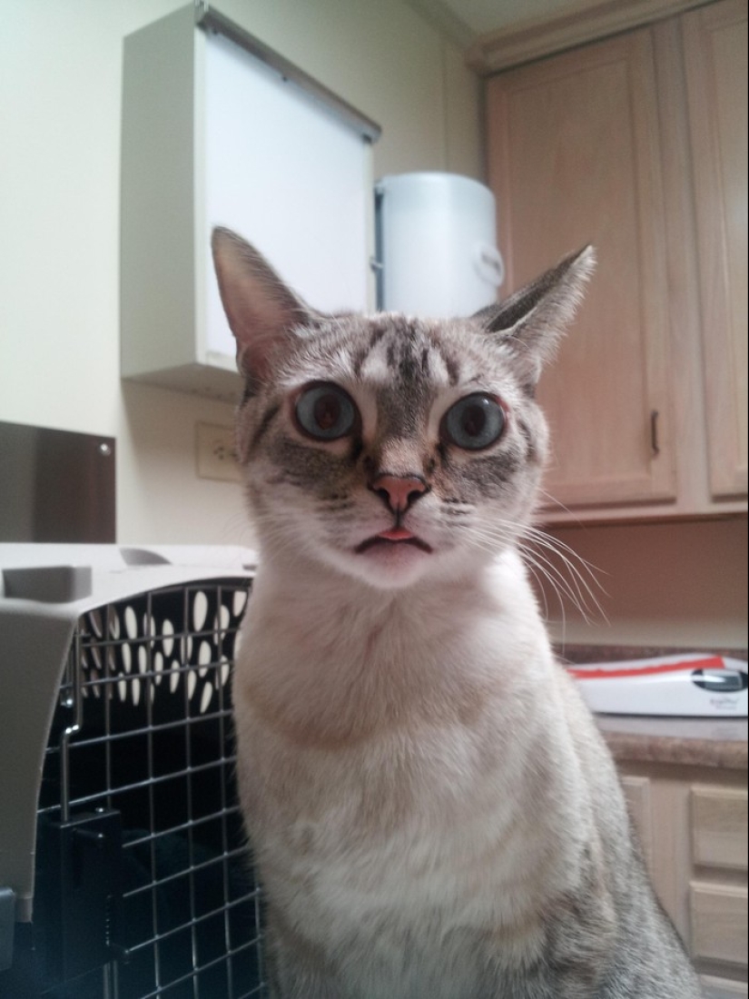 50 cats who just realized that they were brought to the vet