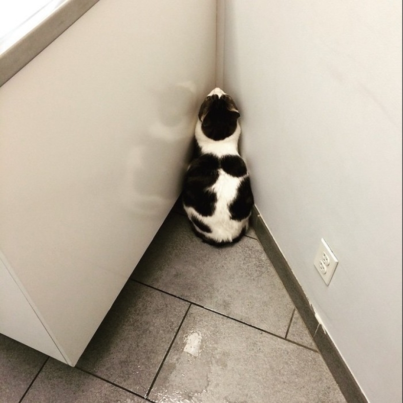 50 cats who just realized that they were brought to the vet