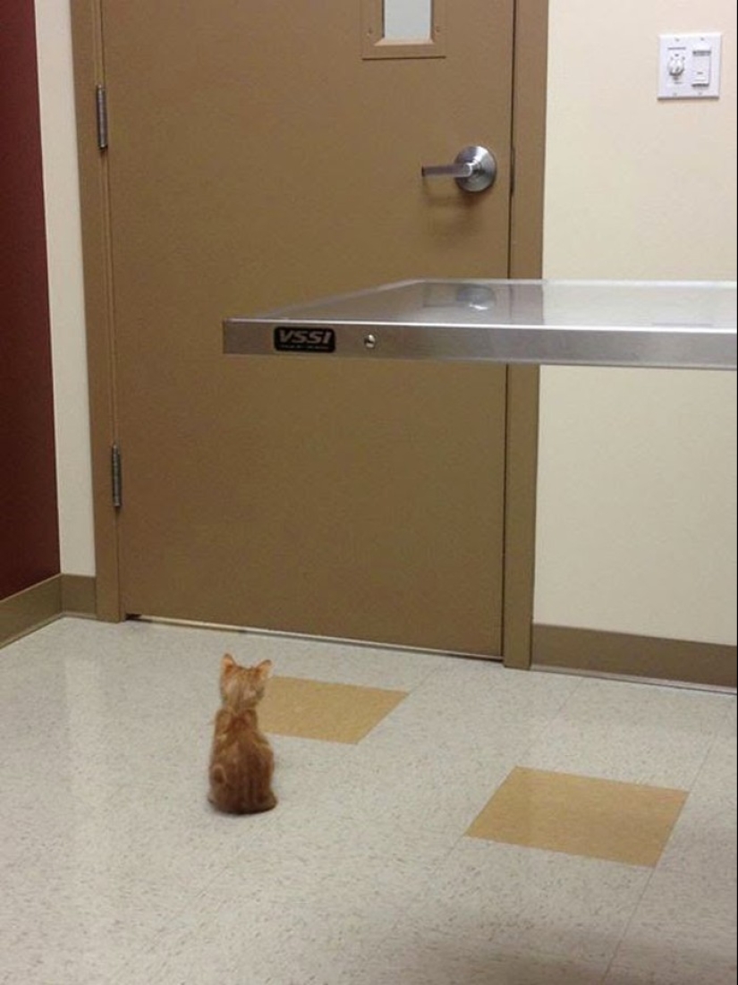 50 cats who just realized that they were brought to the vet