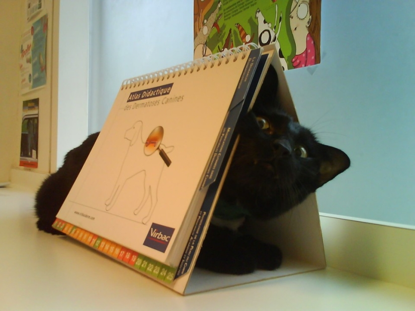 50 cats who just realized that they were brought to the vet