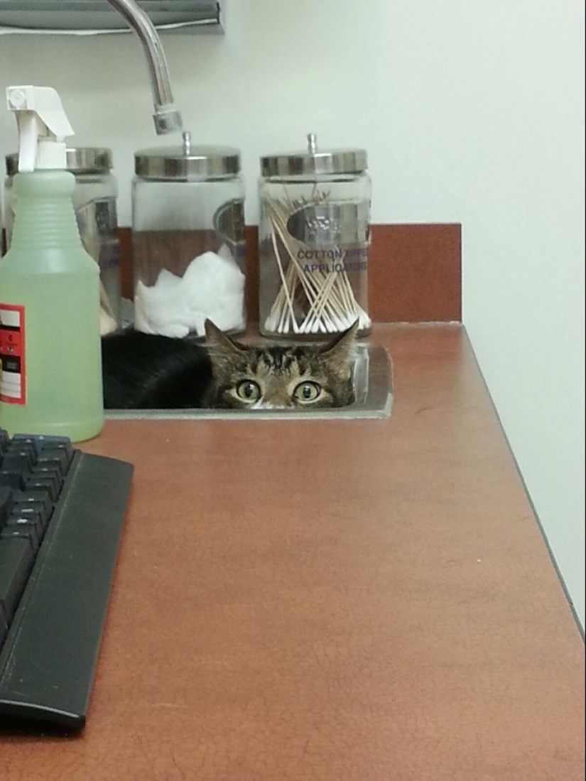 50 cats who just realized that they were brought to the vet