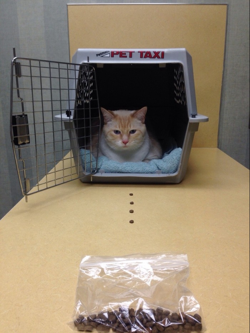 50 cats who just realized that they were brought to the vet