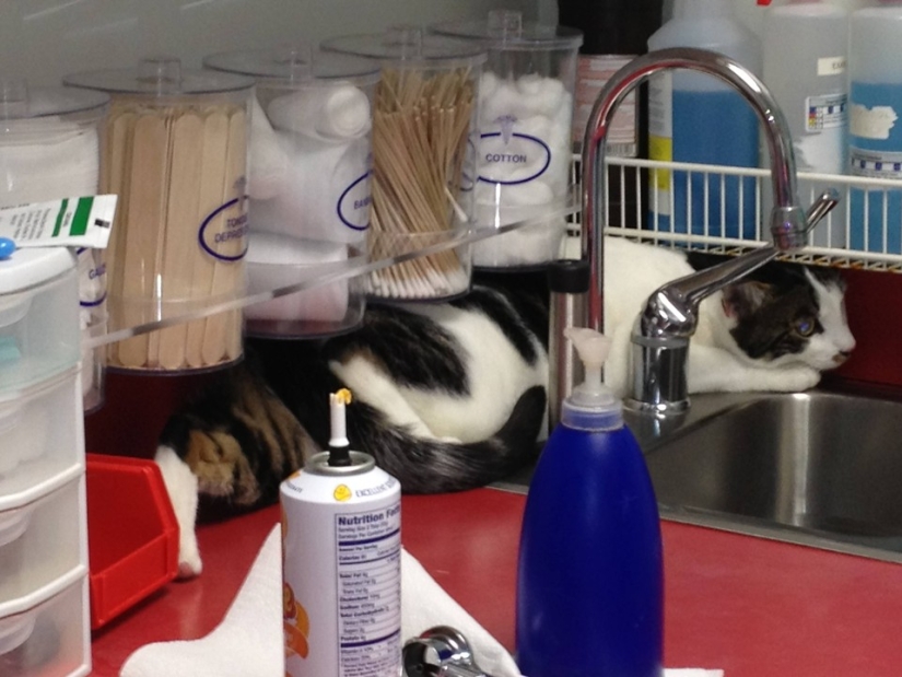50 cats who just realized that they were brought to the vet