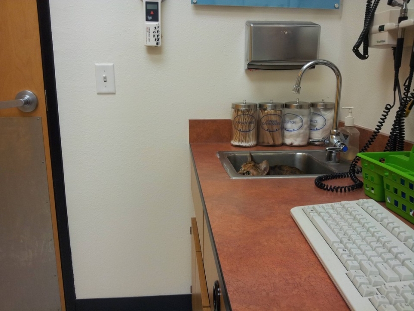 50 cats who just realized that they were brought to the vet