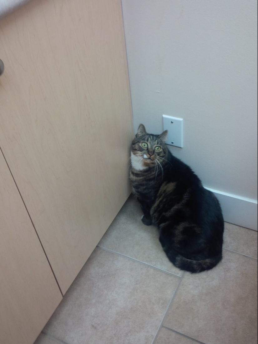 50 cats who just realized that they were brought to the vet