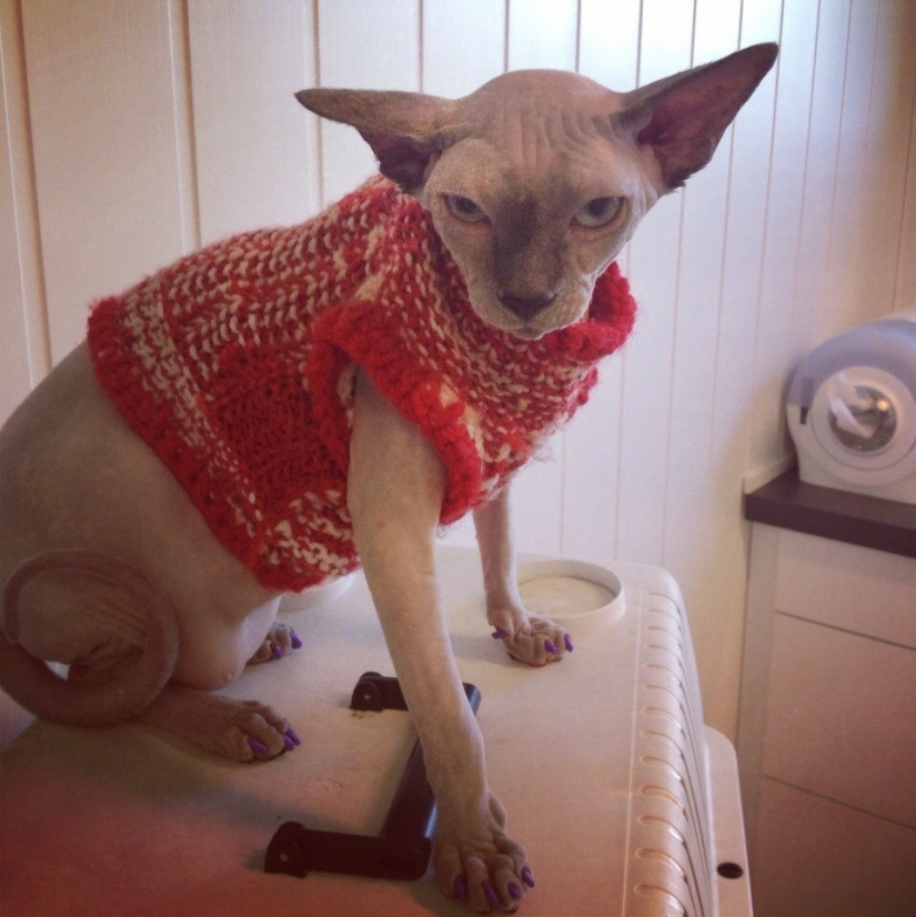 50 cats who just realized that they were brought to the vet