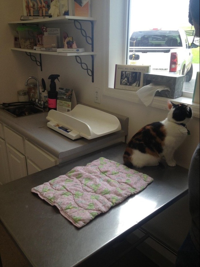 50 cats who just realized that they were brought to the vet