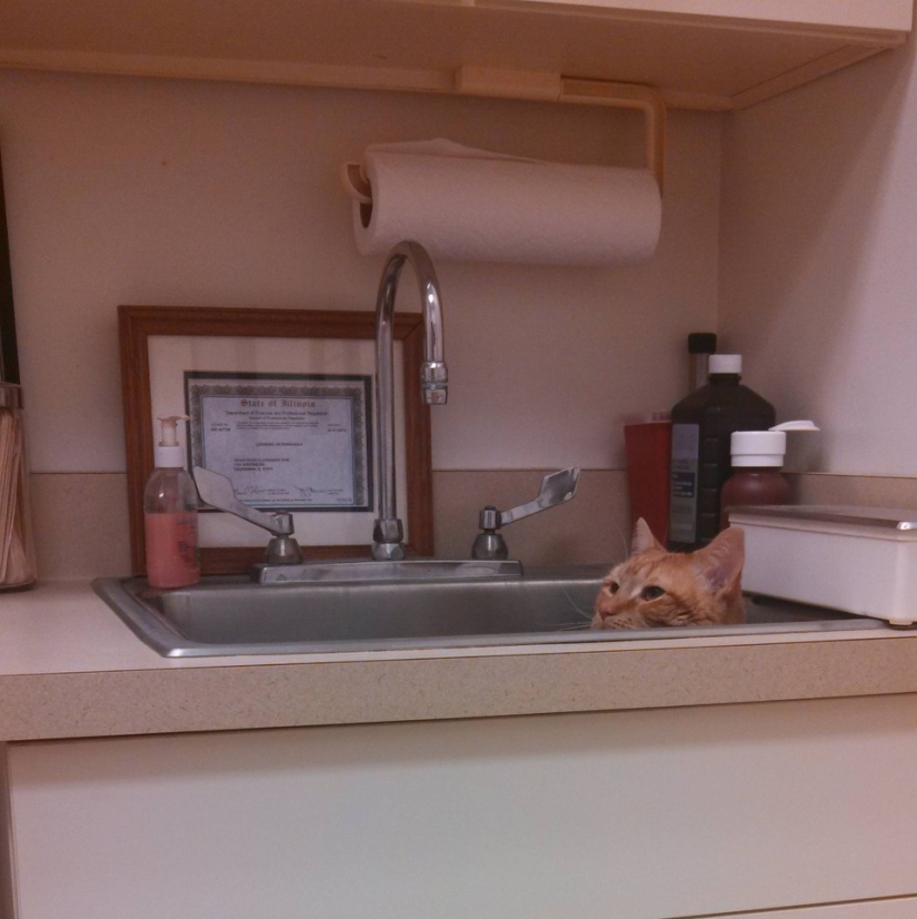 50 cats who just realized that they were brought to the vet