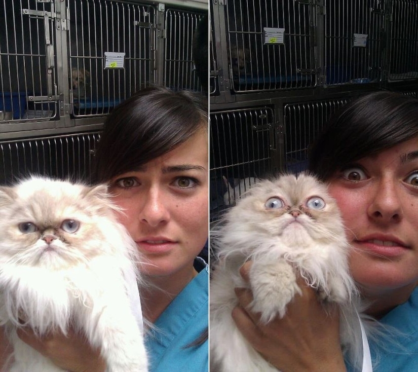 50 cats who just realized that they were brought to the vet