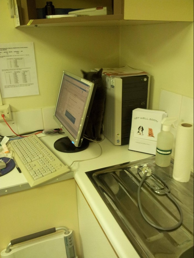 50 cats who just realized that they were brought to the vet