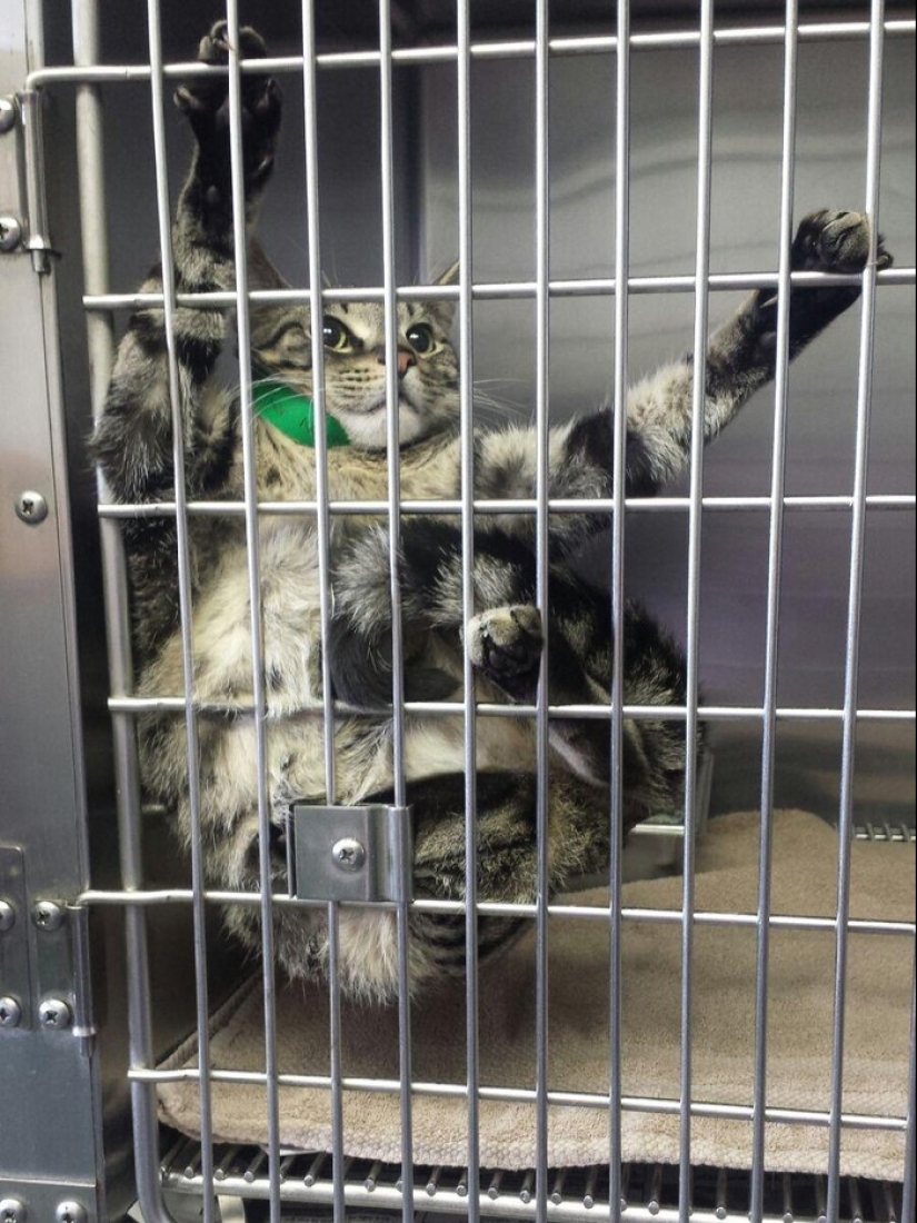 50 cats who just realized that they were brought to the vet
