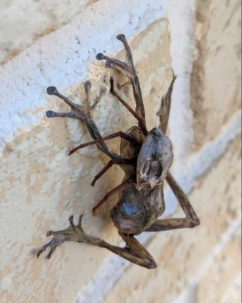 50 eerie examples of when Mother nature made numb from the horror