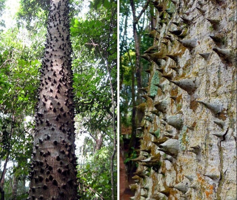 50 eerie examples of when Mother nature made numb from the horror