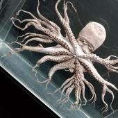 50 eerie examples of when Mother nature made numb from the horror