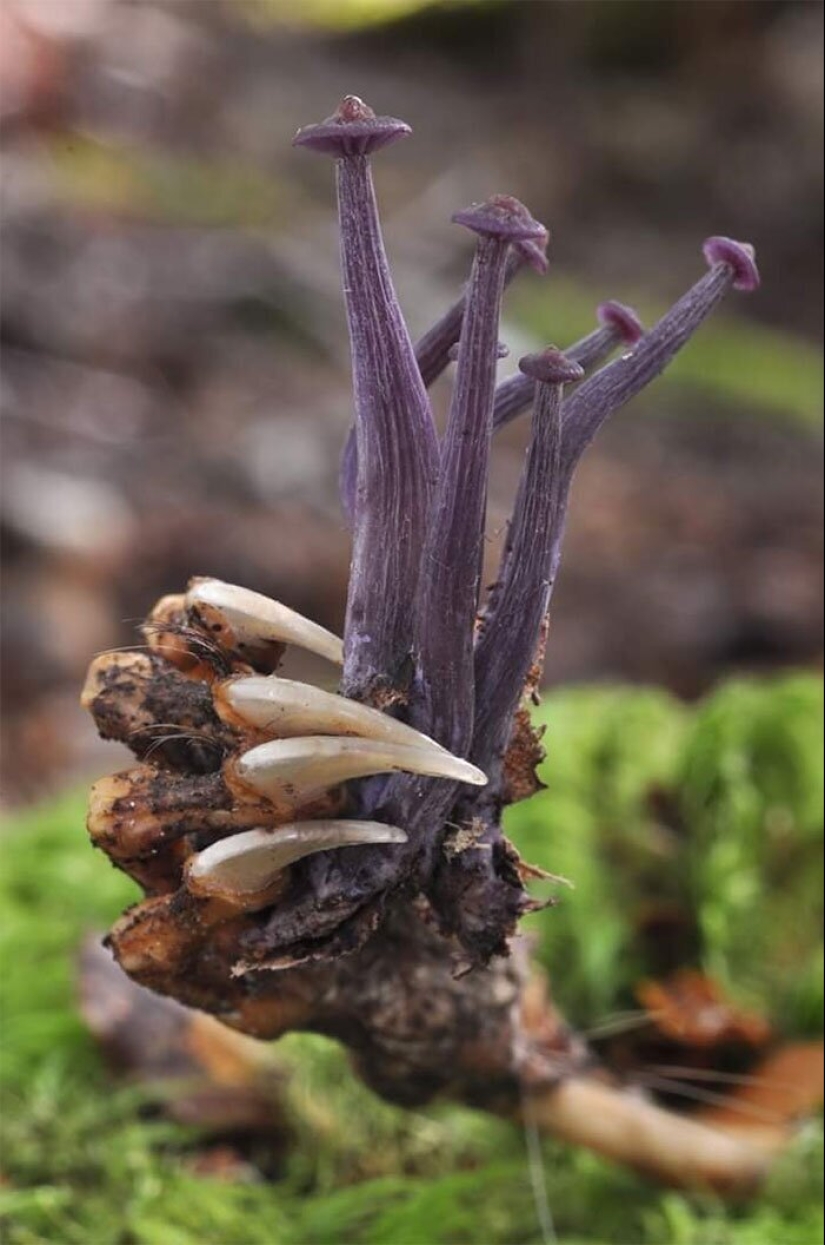 50 eerie examples of when Mother nature made numb from the horror