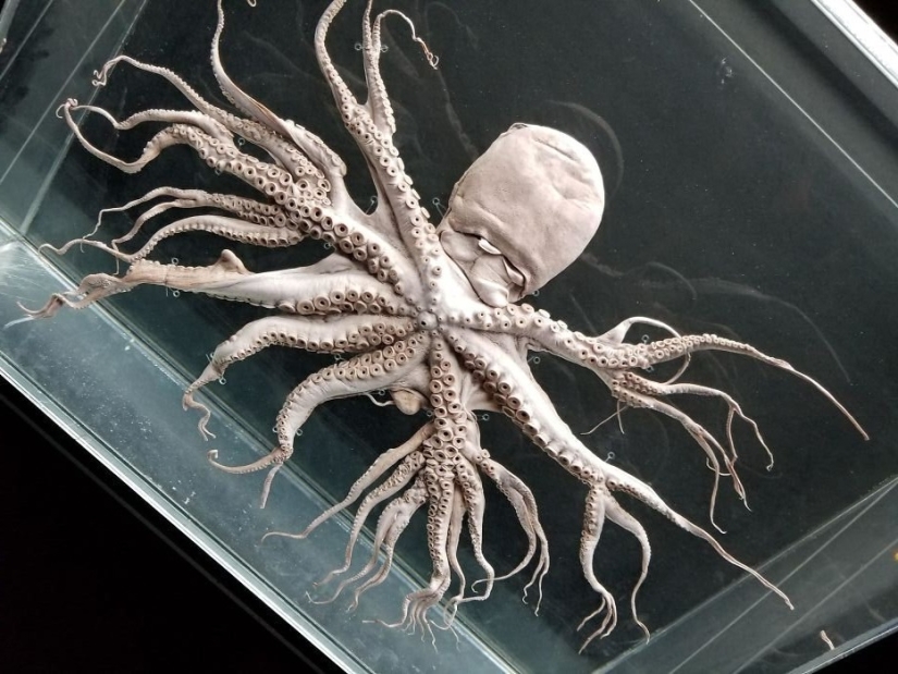 50 eerie examples of when Mother nature made numb from the horror