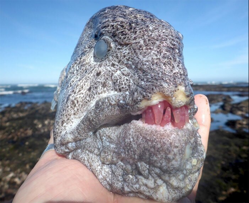 50 eerie examples of when Mother nature made numb from the horror