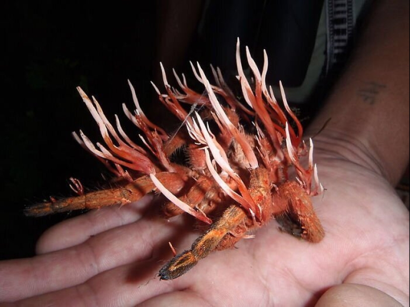 50 eerie examples of when Mother nature made numb from the horror