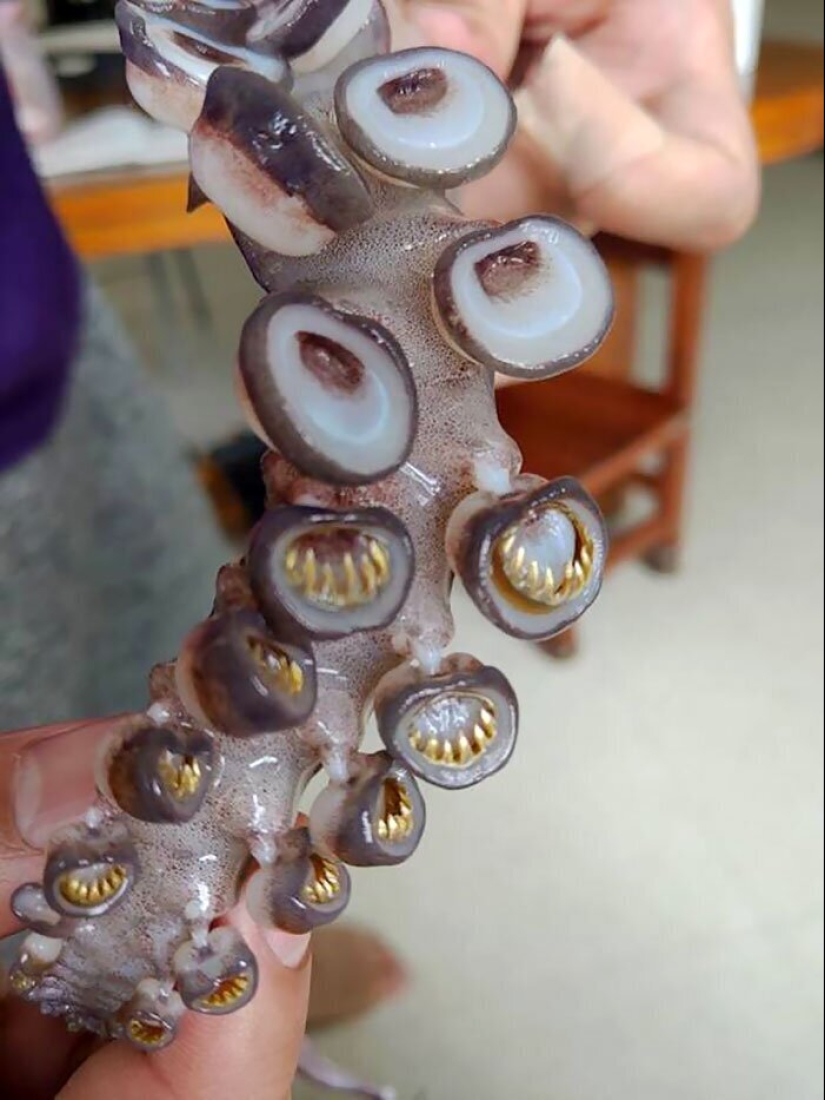 50 eerie examples of when Mother nature made numb from the horror