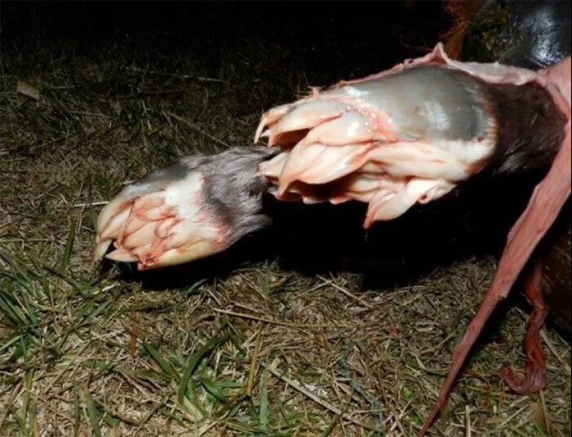 50 eerie examples of when Mother nature made numb from the horror