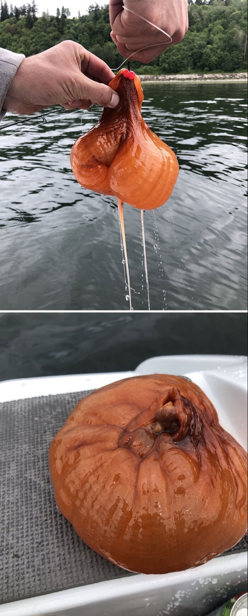 50 eerie examples of when Mother nature made numb from the horror