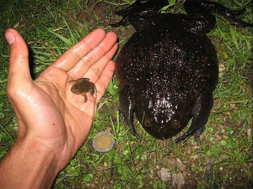50 eerie examples of when Mother nature made numb from the horror