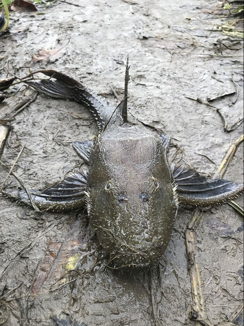 50 eerie examples of when Mother nature made numb from the horror